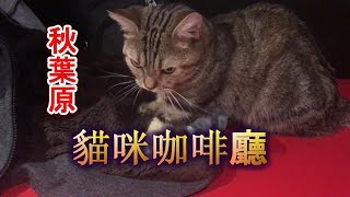 猫カフェ秋葉原必去觀光景點之一貓咪咖啡店Cat café