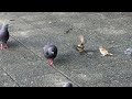 雀の喧嘩のそばでオロオロする子スズメ〜sparrow quarrel〜