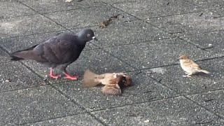 雀の喧嘩のそばでオロオロする子スズメ〜sparrow quarrel〜