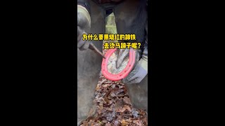 给马儿钉马掌，可为什么要用烧红的蹄铁去烫马蹄子呢？#马 #解压 #科普