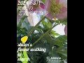 【始天のご近所花散歩 3月】shiten s flower walking in march