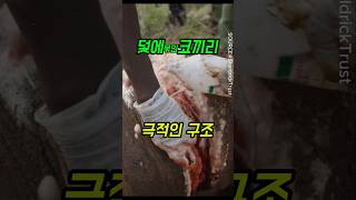 잔혹한 덫에 고통받던 코끼리… 기적의 생환 스토리  #야생동물보호 #코끼리구조 #밀렵반대 #자연보호 #감동실화