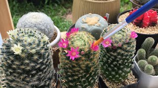 มือใหม่หัดผสมเกสรแมมขนนกเหลือง(pollination mammillaria shiedeana)