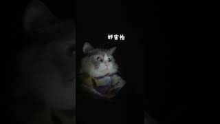 ASMR   That little puff making drinks and food Cat Chef Videos 2021 # 547