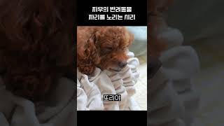 [엔믹스] 지우의 반려동물 자리를 노리는 시리