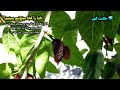 خدا کجاست سخنان طلایی مولانا که نمیخواند کسی آنها را بداند حکمت کهن