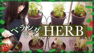 ベランダでハーブ🌿料理で大活躍！苗を植える/収穫/保存方法/初心者向け