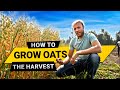 Oat Harvest 101: How to Grow and Harvest Your Own Oats at Home!