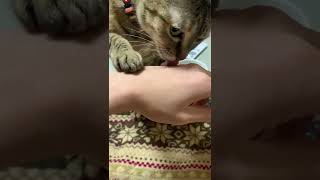 かまってちゃんの猫を敢えて放っておくと‥？ # Shorts