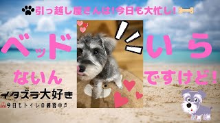 クララちゃんねる🐕【ベッドいらんねん!引っ越し屋さんは大忙し】ミニチュアシュナウザー