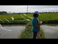 tilapia farming fingerlings at 15 days culture