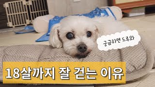 18살이어도 산책 문제 없어요!! #노령견