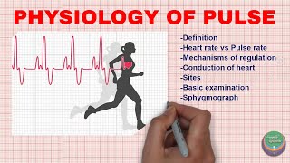 Physiology of the pulse from the purview of Nadi Vijnana-Nadi Pariksha video series |Simply Ayurveda