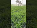 ਕਣਕ ਨੂੰ ਤਾਕਤ ਵਾਲੀ ਸਪਰੇਅ wheat growth spray farming farmerfarmer wheatsowing kisan