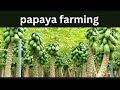 papaya farming|redlady papaya farming