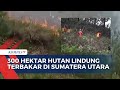 Sudah Capai 300 Hektar, Kebakaran Hutan Lindung di Kabupaten Samosir Terus Meluas