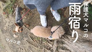 保護犬がはじめて雨宿りをした、スローな日【Day18】