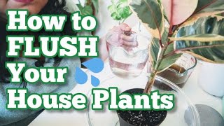 How to Flush Your Houseplants - DO THIS BEFORE YOU FERTILIZE your plants in spring!