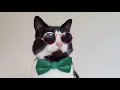 Dapper Cat | 4K