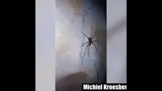 Michael later describes this spider as being the size of a full grown pizza