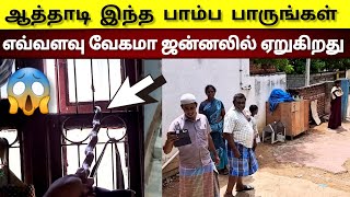 தினமும் இந்த வழியாக வீட்டுக்குள் வந்து சென்ற பாம்பு பிரிட்ஜ் அடியில் படுத்திருந்த பாம்பு |Snake_Saga