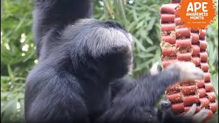 Meet Lae, our Pileated Gibbon!