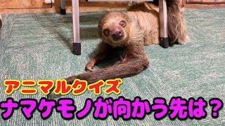 【Sloth】アニマルクイズ！ナマケモノが向かう先は？ 【His name is piisu-kun】