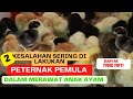 2 Kesalahan Peternak Pemula Dalam Merawat Anak Ayam