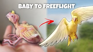 BABY TO FREE FLIGHT COCKATIEL (KIRO)