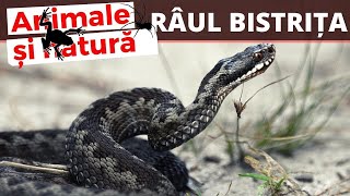 Rezultatele unui studiu faunistic al herpetofaunei bazinului Raului Bistrita