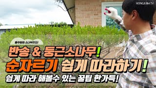 반송 & 둥근소나무! 순자르기 쉽게 따라하기.. 쉽게 따라 해볼수 있는 꿀팁 한가득 / Pruning Pines Easily 032!