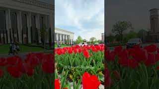 Spring 🌷tulips #flower #tashkent #tashkentuzbekistan #nature #uzbekistan #spring #travel #love