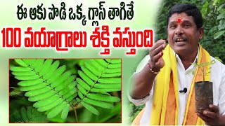 ప్రతి అబ్బాయికి బాగా ఉపయోగపడే ఈ చెట్టు గురించి తప్పకుండా తెలుసుకోవాలి #ayurvedamtelugu