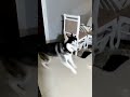 cute husky excited to see owner viral shorts