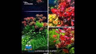 Ludwigia sp. 'super red mini' RARE