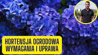 Hortensja ogrodowa - wymagania i uprawa (pięknie kwitnąca roślina do cienia)