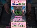 ペチュニアの失敗しない植え付け方 shorts 園芸 ガーデニング 初心者