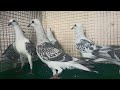 neela pigeons for sale in hyderabad neela kabooter hyderabadi kabooter for sale