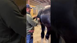 A DAY iN THE LiFE AT A CLYDESDALE SHOW 😉#justthebells10 #farmlife #clydesdale #shortscreator