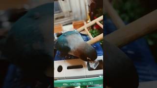 ボタンインコノリの入れ物分別成功 #shortsfeed