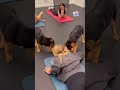 pawsitive vibes u0026 puppy yoga watch these adorable puppies strike a pose