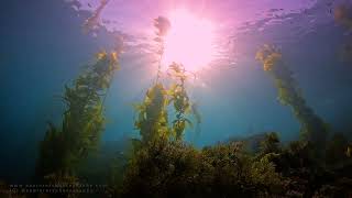 ASMR | Scuba Diving Ambience | Underwater World of Kelp | Ocean Sounds