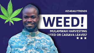 WAS MULAMWAH SPOTTED HARVESTING WEED/BHANG OR CASSAVA LEAVES ? | MULAMWAH THE COMEDIAN.