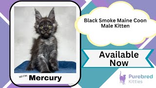 Mercury Black Smoke Maine Coon Male Kitten Available Now | Purebred Kitties