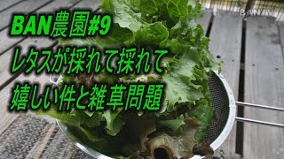 BAN農園#9 レタスが採れて採れて嬉しい件と雑草問題