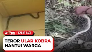 Merinding, Teror Ular Kobra di Lumajang Sudah Memakan Tiga Korban | Kabar Pagi tvOne