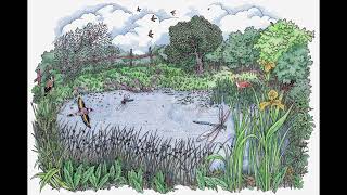 Discovering Dewponds Reminiscence Project: Gill – Birds drinking at a Dewpond