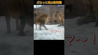 なでなで希望のオリトパパ🩷 🍀旭山動物園のライオンファミリーオリト＆イオ #shorts#zoo#lion#lionbabies