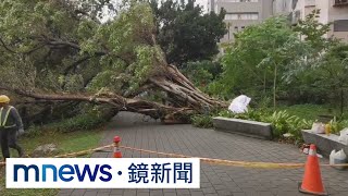 最強春雨伴怪風！　中原大學路樹險砸中學生｜#鏡新聞