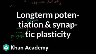 Long term potentiation and synaptic plasticity | Processing the Environment | MCAT | Khan Academy